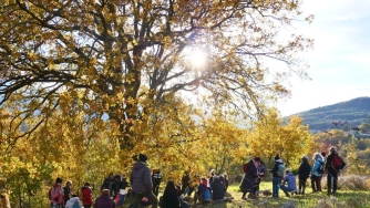 Lo Spirito degli Alberi - 2025