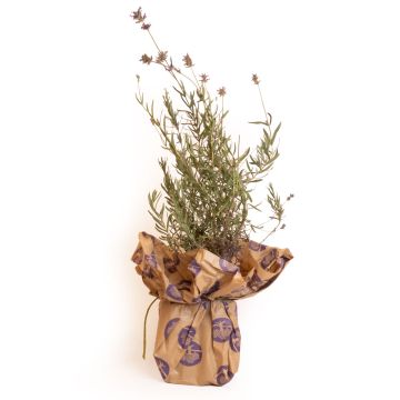 Pianta di Lavanda