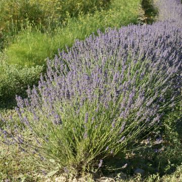 Pianta di Lavanda
