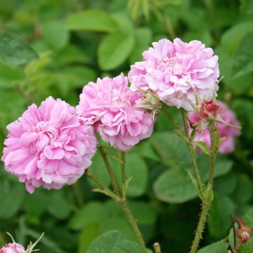 Pianta di Rosa damascena 