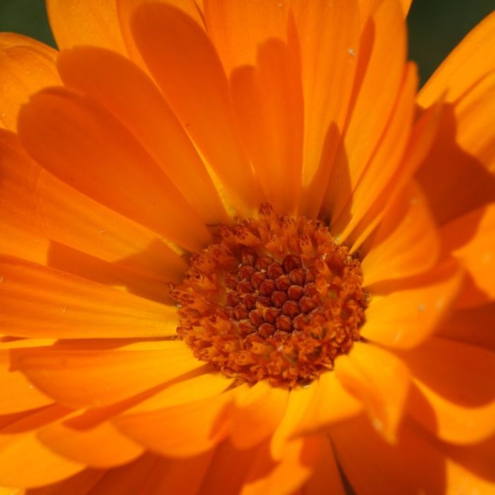 Calendula (Calendula officinalis, fiori) – estratto idroalcolico
