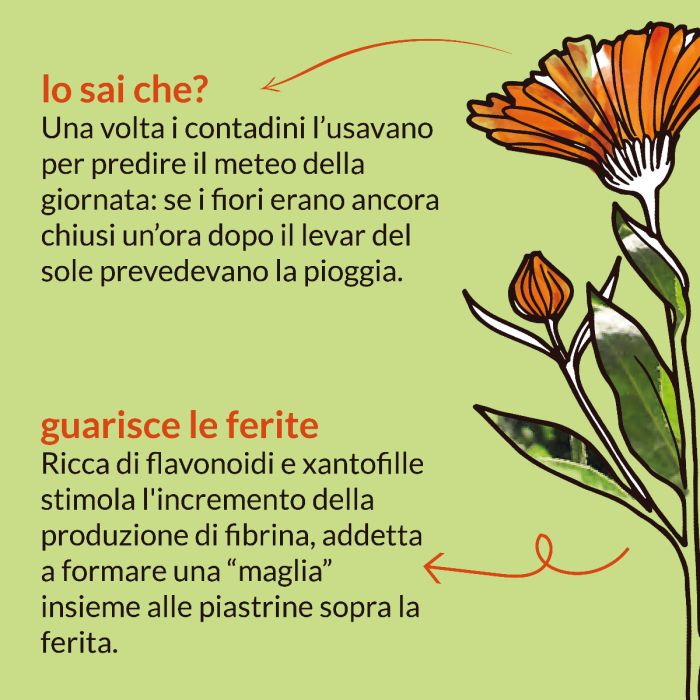 Calendula (Calendula officinalis, fiori) – estratto idroalcolico