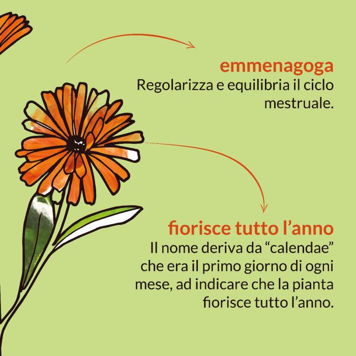 Calendula (Calendula officinalis, fiori) – estratto idroalcolico