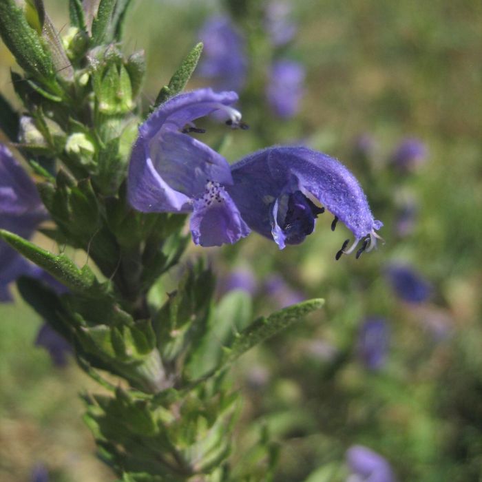 Idrolato di Issopo