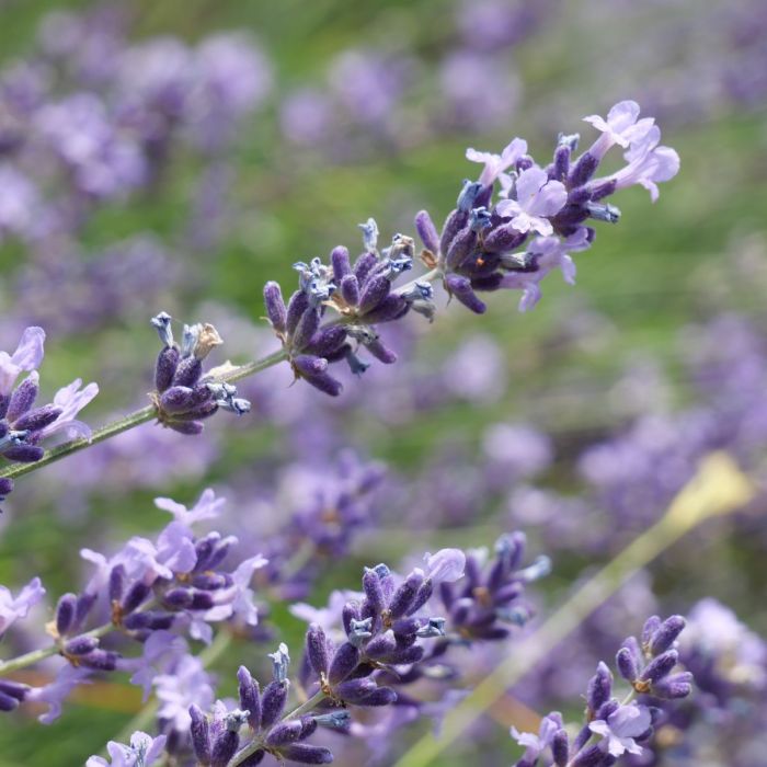 Idrolato di Lavanda