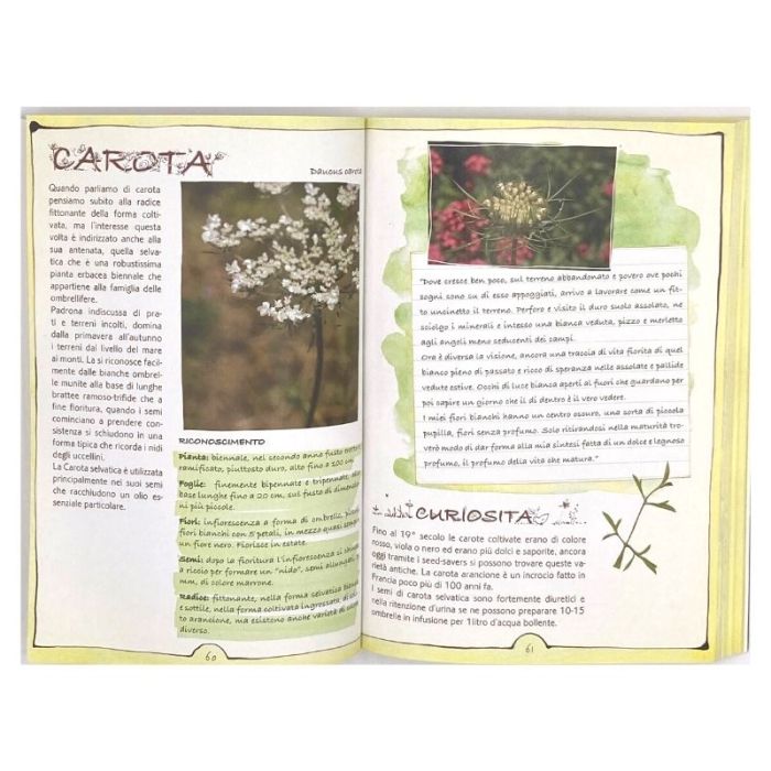 Petali e Rugiada