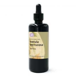 Betula verrucosa, gemme – gemmoderivato di Betulla
