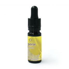 Gorse - Fiore di Bach – Madre (da diluire)