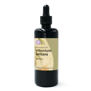 Viburnum lantana, gemme – gemmoderivato di Lantana