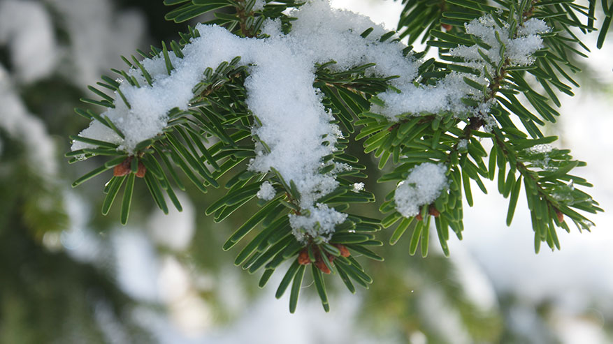 Rimedi per la prevenzione invernale