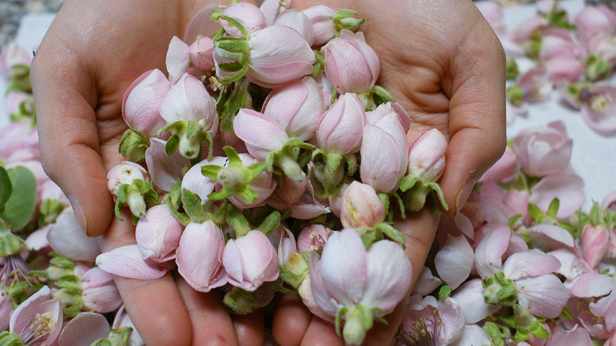 È Primavera... tempo di Rituali di Bellezza e Ben-essere!