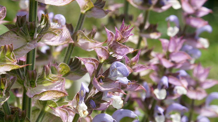 Salvia sclarea: proprietà e usi dell'Acqua aromatica