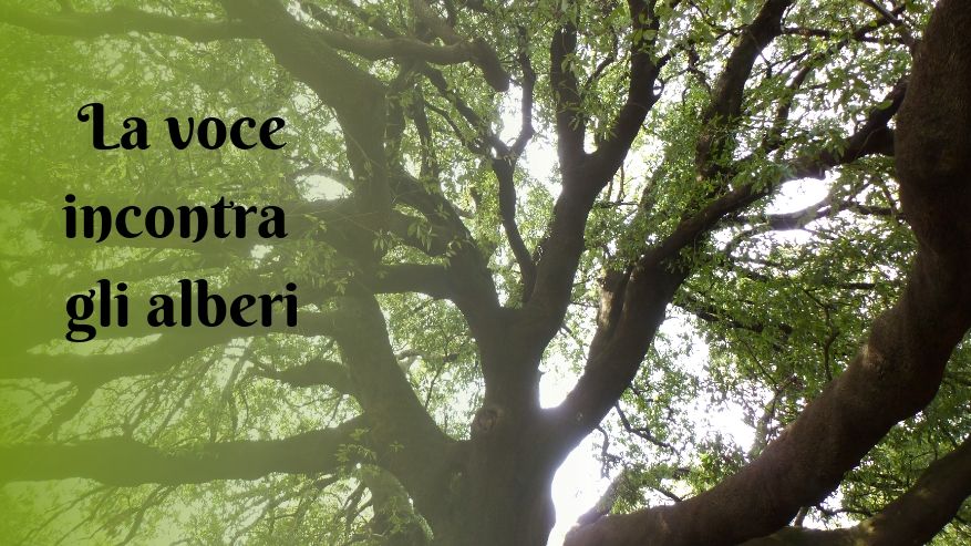 Quando la voce incontra lo Spirito degli Alberi