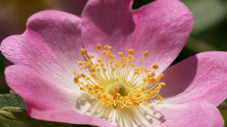 Riequilibrare l’umore in menopausa con la floriterapia e lo Spirito degli Alberi