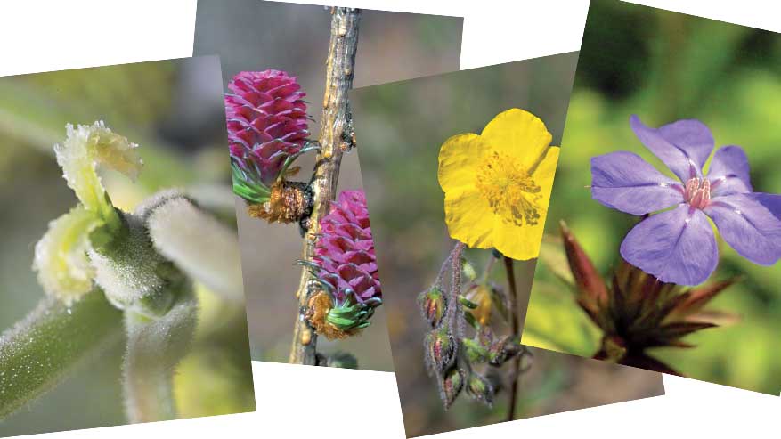 Elenco dei Fiori di Bach: scegli il tuo!