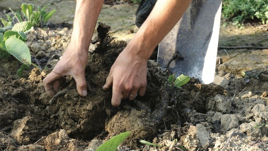 Agricoltura biologica vs agricoltura convenzionale