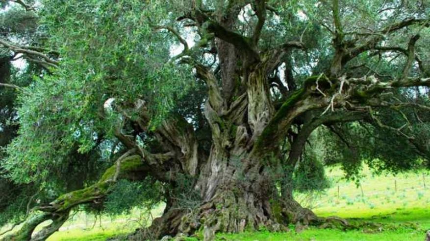 Visita gli alberi secolari in Italia