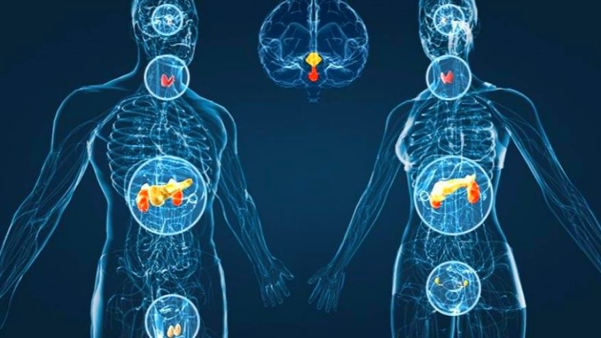 La buona funzionalità delle ghiandole endocrine