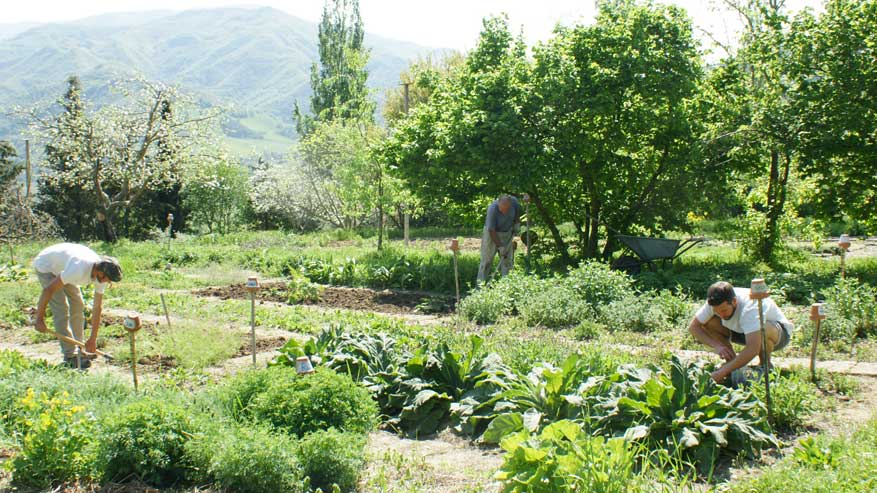 L'utilizzo dei campi bioenergetici in agricoltura