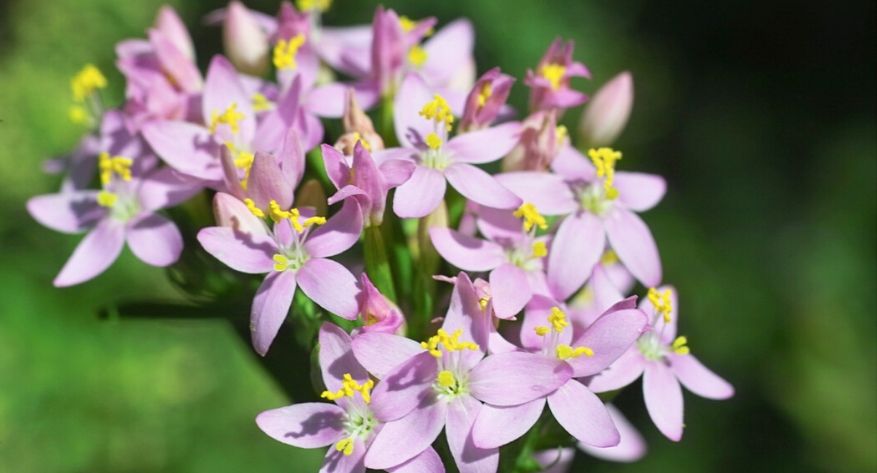 Fiori di Bach per ansia e depressione