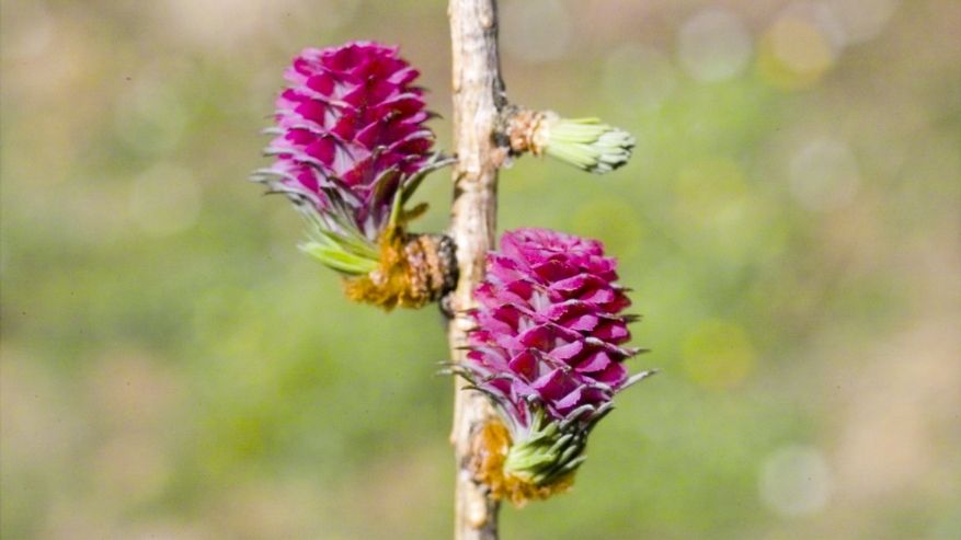 L'energia degli Alberi e dei Fiori in due nuovi cofanetti