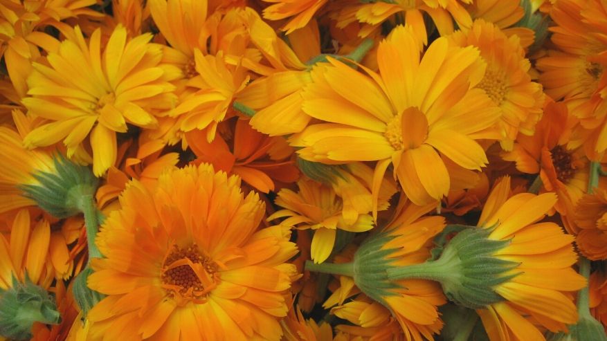 Calendula: usi e proprietà