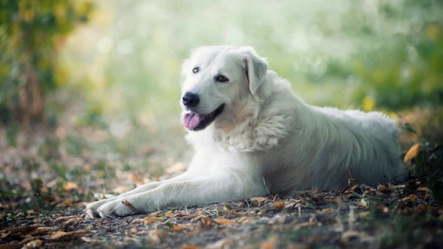 Fiori di Bach per cani e gatti