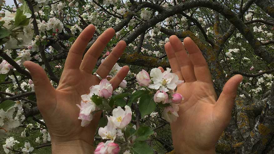 Il Melo: nutrire corpo, mente e spirito di bellezza