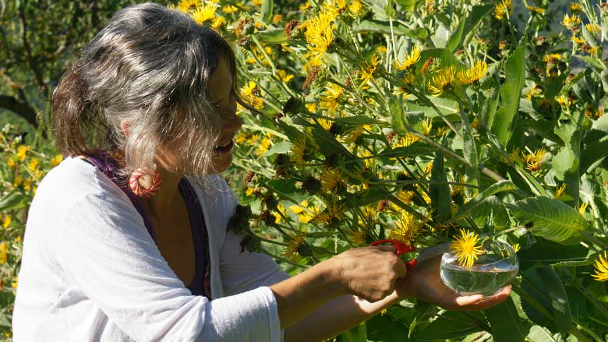 Perché scegliere i Fiori di Bach di Remedia?