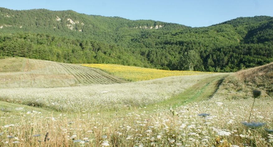 Remedia sceglie la sostenibilità