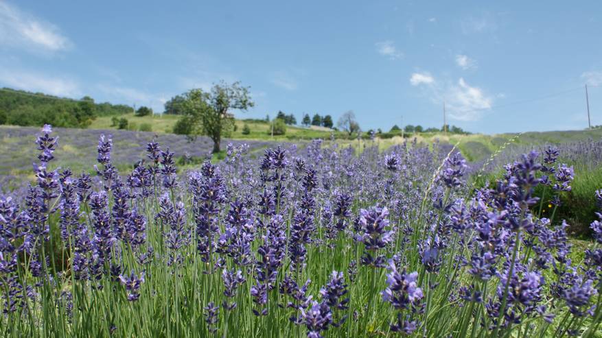 Lavanda e Resque Remedy