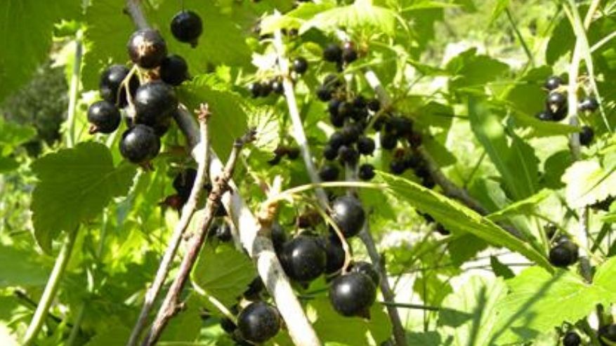 Ribes nigrum: un alleato naturale contro l'allergia