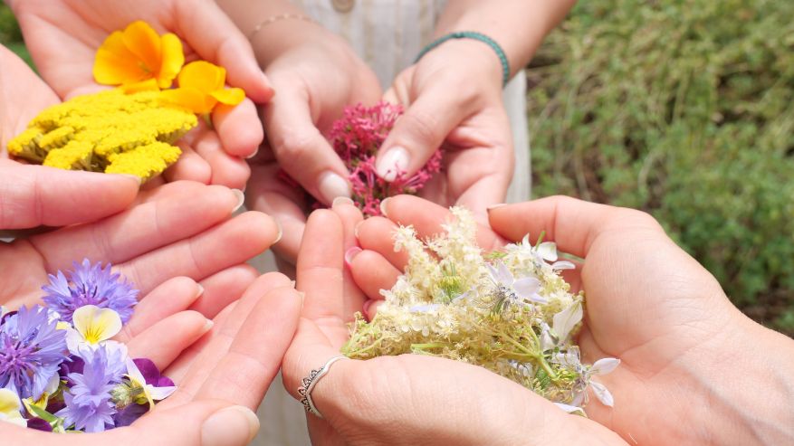 Riconoscimento erbe medicinali