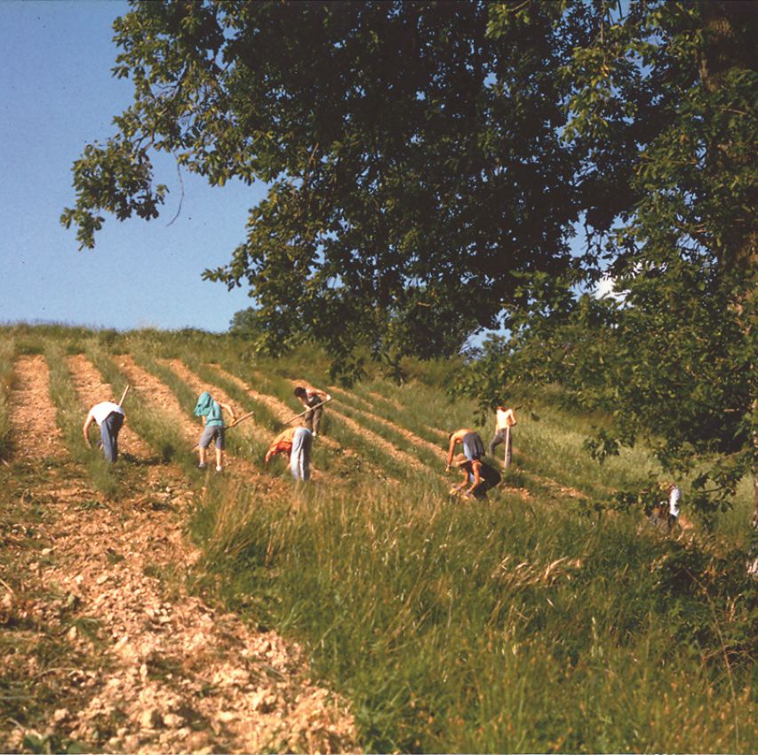 Campo di Lavanda nel 1993