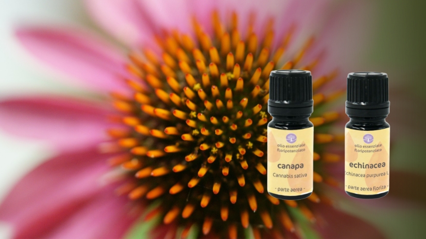 olio essenziale canapa echinacea