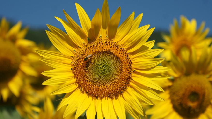 Solari naturali