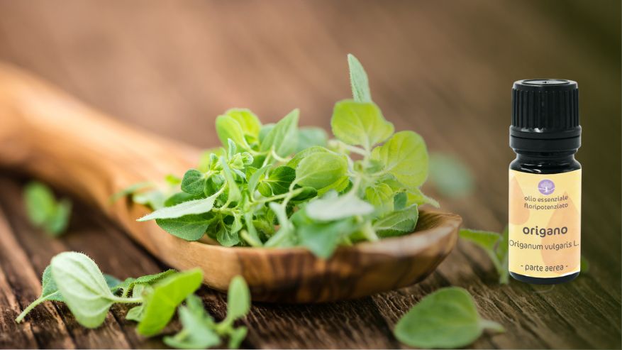 olio essenziale origano intestino