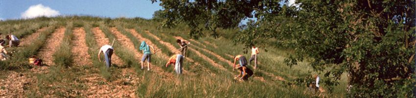 Campo di Lavanda nel 1993