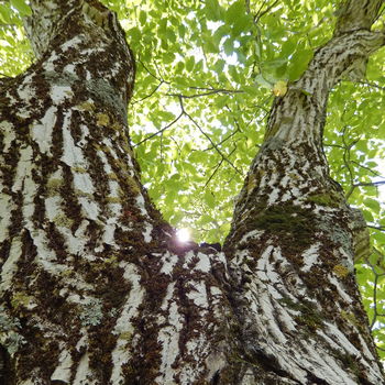 albero di noce con luce
