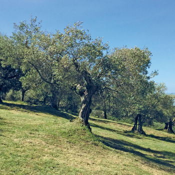 albero di olivo