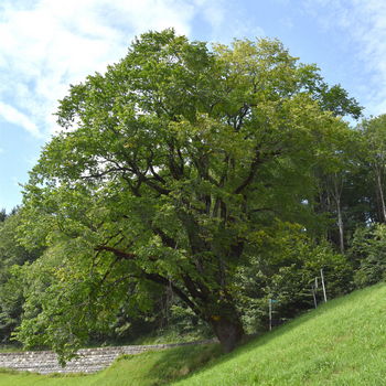 albero di olmo