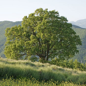 albero di quercia