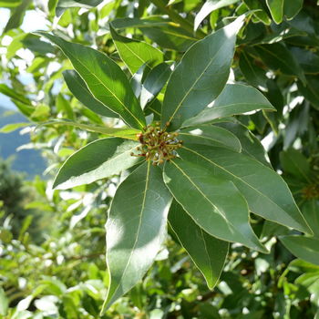 foglie di alloro