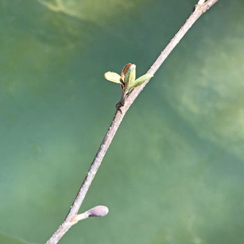 gemme di alnus glutinosa