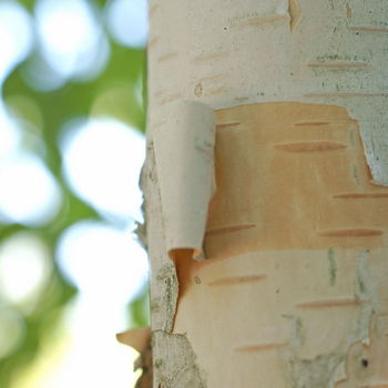 corteccia di betulla