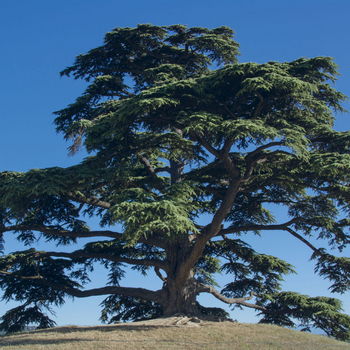 albero di cedro
