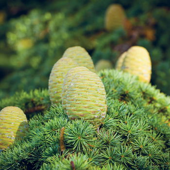 pigne di cedro