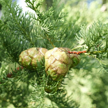 galbula di cipresso