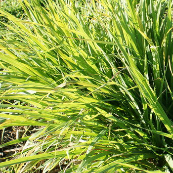pianta di citronella