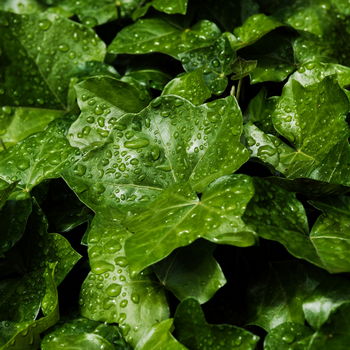 foglie di edera